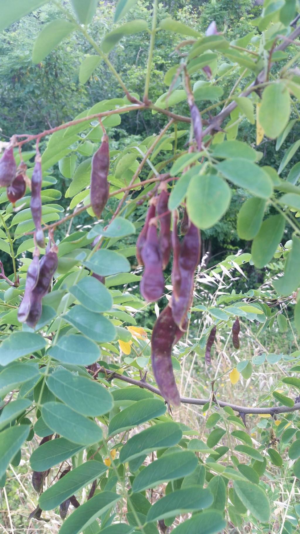 Acacia?   No, Robinia pseudoacacia (Fabaceae)